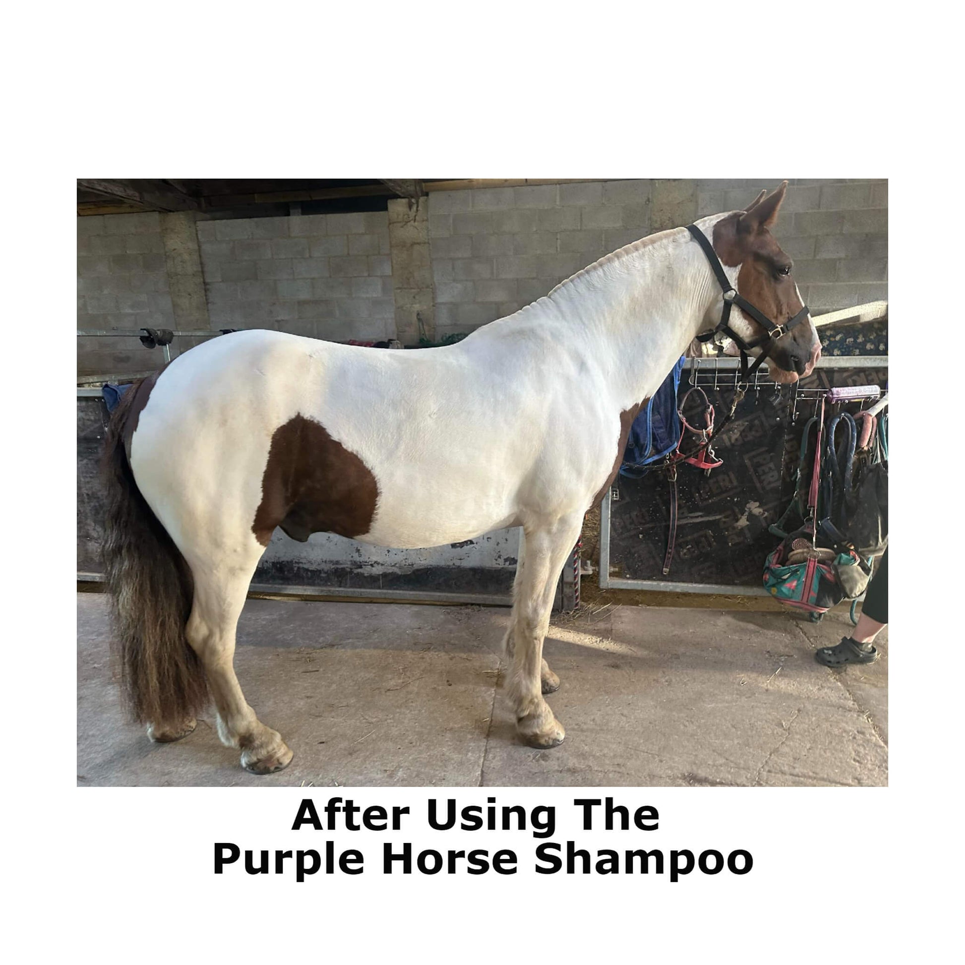 Cheval blanc après avoir utilisé le 
shampooing Purple Horse