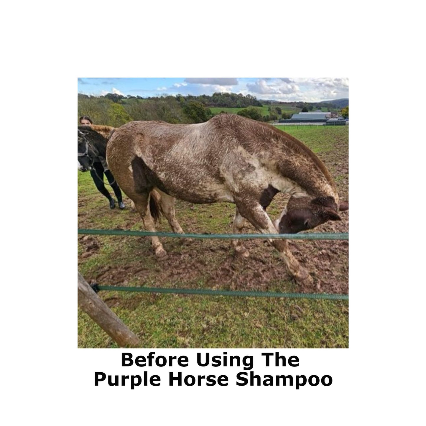 Cheval blanc avant utilisation du 
shampooing Purple Horse