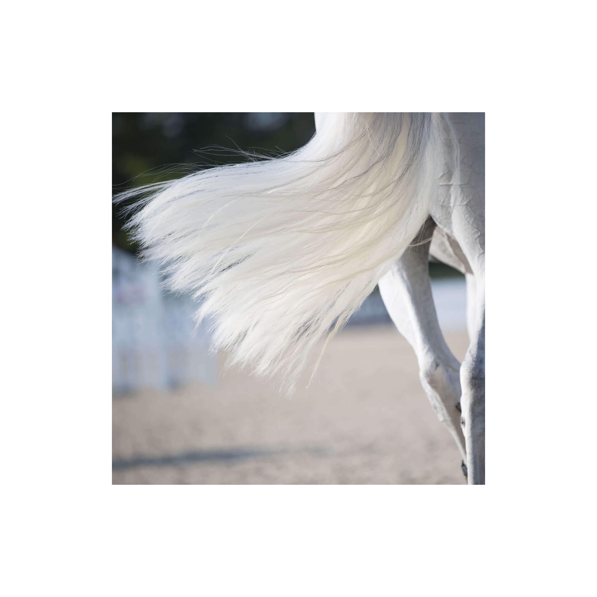 Queue de cheval blanche super propre et démêlée