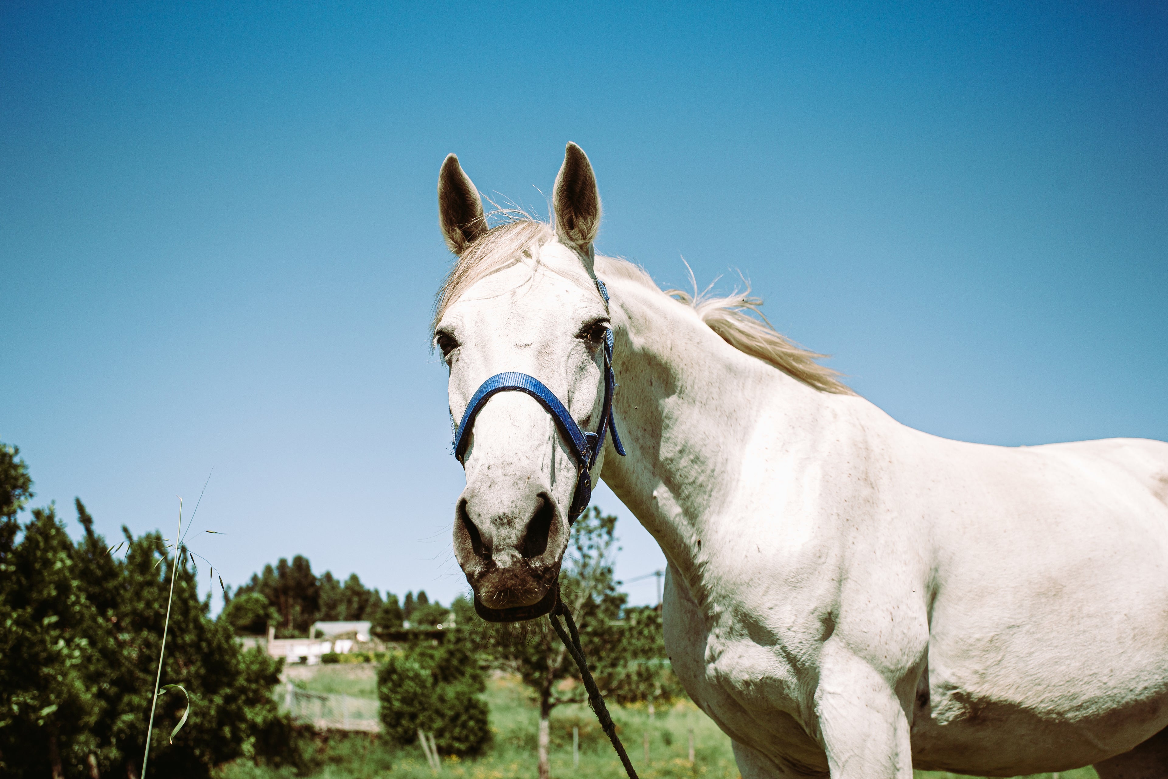 White horse