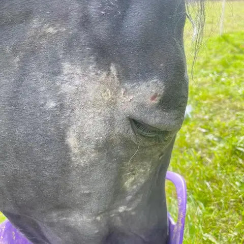 Cheval qui se frotte la crinière contre une clôture, signe de démangeaison liée à la dermite estivale