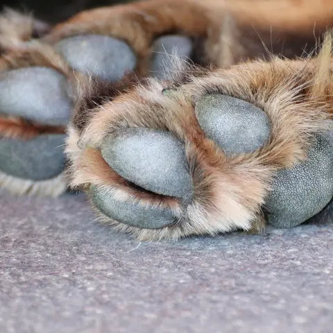 baume naturel pour les pattes de chien, en cas de pattes gercées
