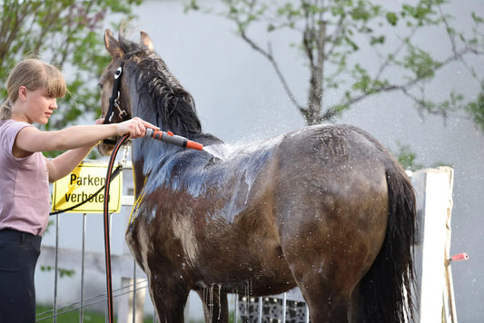 Cheval lavé au shampoing solide dans une écurie