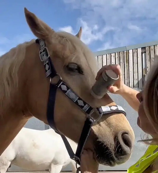 une femme appliquant sans difficulté un stick répulsif naturel contre les mouches sur la tête d'un cheval