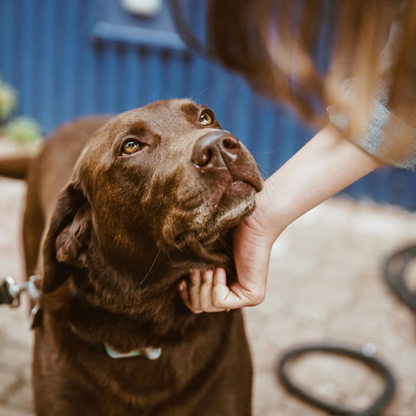 Collection Canine Care pour chiens
