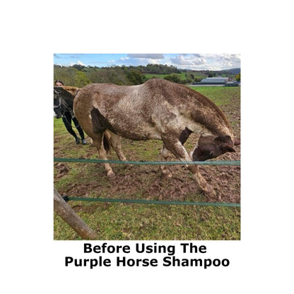 White Horse Before Using The 
Purple Horse Shampoo