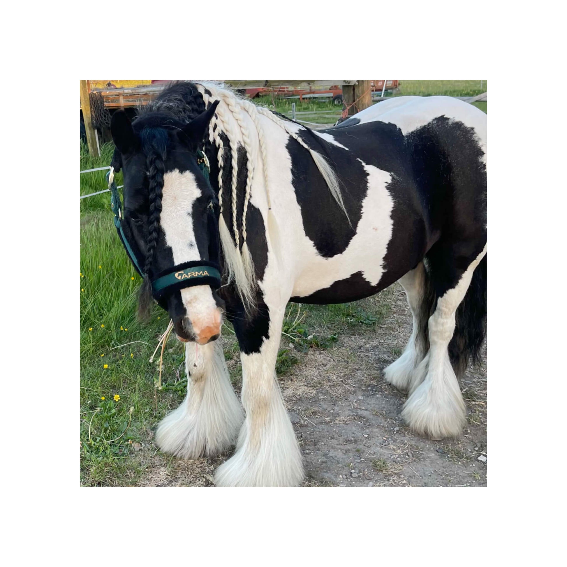 Pont avec des plumes très blanches