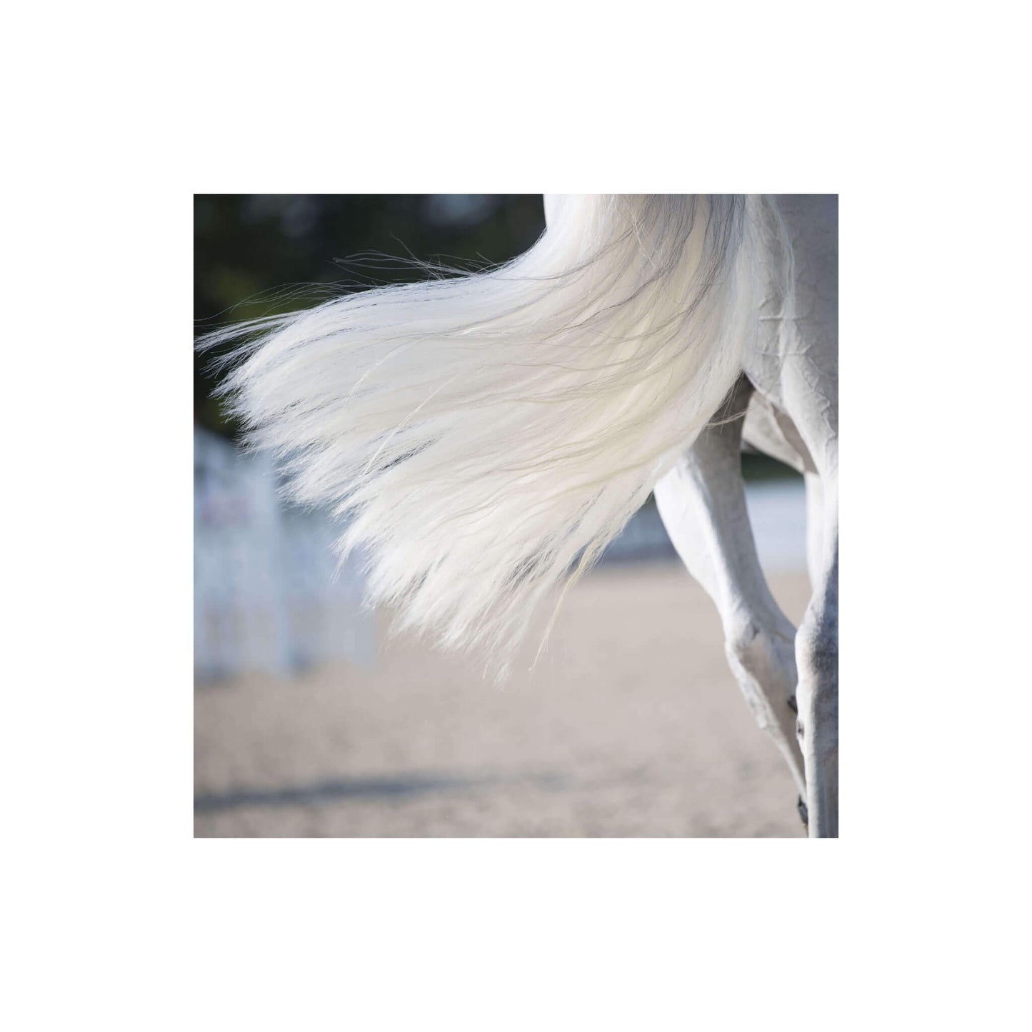 Queue de cheval blanche super propre et démêlée
