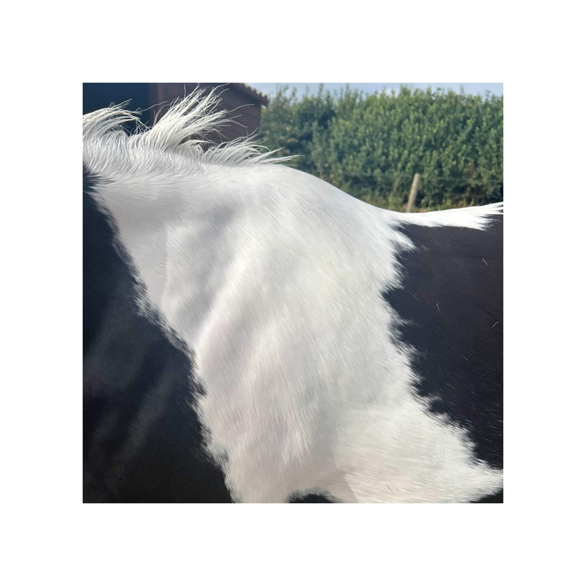 Crinière très blanche après un lavage au shampooing violet