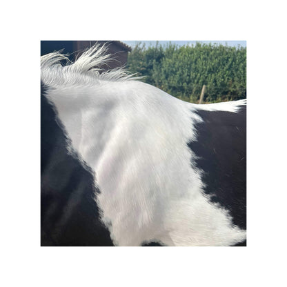 Crinière très blanche après un lavage au shampooing violet