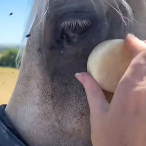 Une jeune fille met une barre anti-vol à un cheval